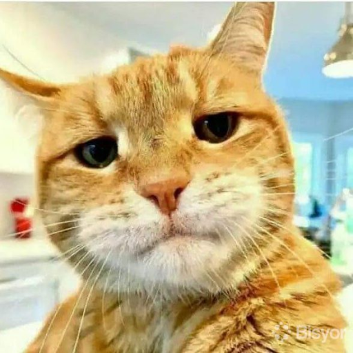 Profile picture of user begali