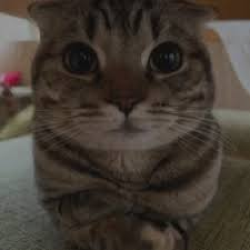 Profile picture of user Asadbek Asrorov