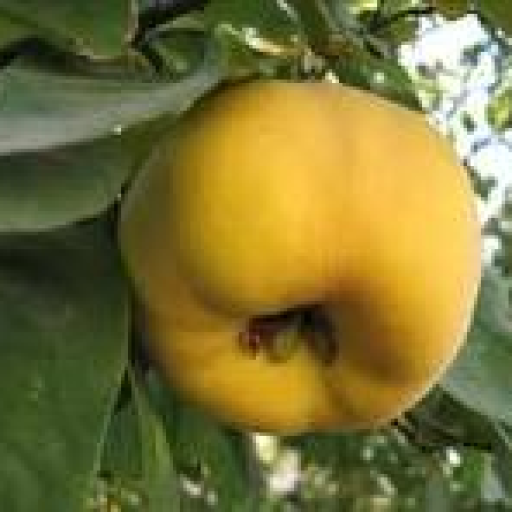 Profile picture of user bexrus