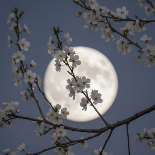 Profile picture of user Dinara_2014