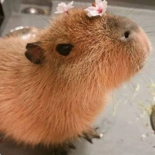 Profile picture of user Jumaboyeva Asal