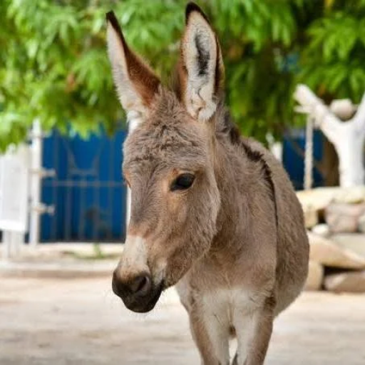 Profile picture of user eshshak