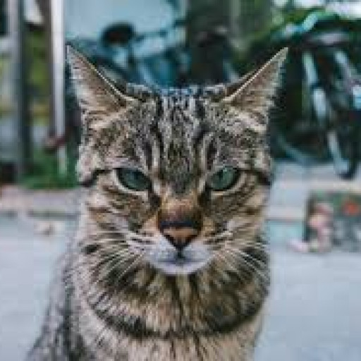 Profile picture of user Dangerous Cat