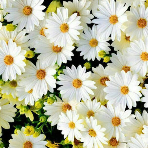 Profile picture of user Irisova Durdona