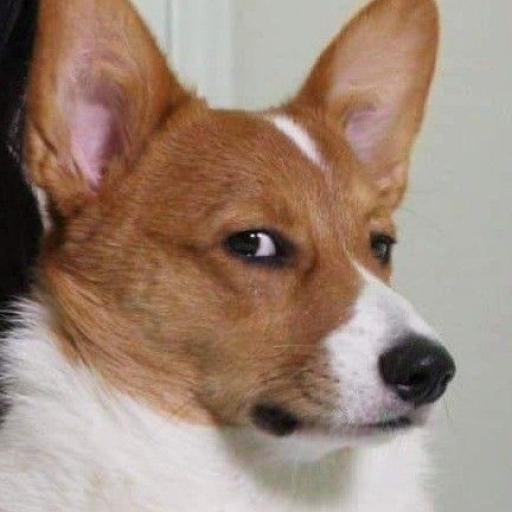 Profile picture of user Javokhir