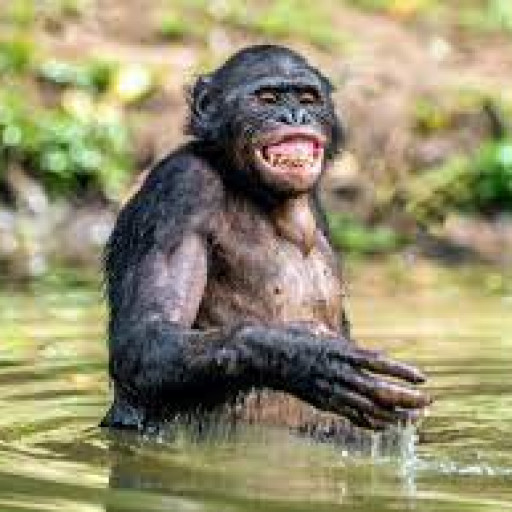 Profile picture of user ahmedova nodirabegim