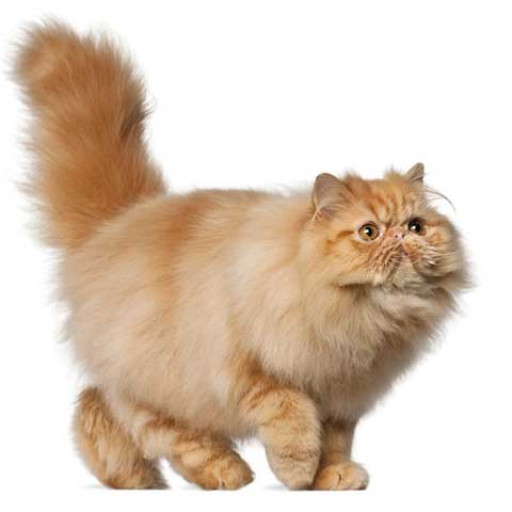 Profile picture of user To'raqulova Shirinabonu  Erkin qizi