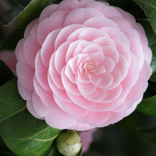 Profile picture of user Jumayev Amirxon Jahon o'g'li