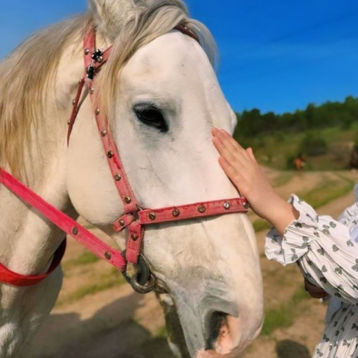 Profile picture of user Ozodaxon Malikova