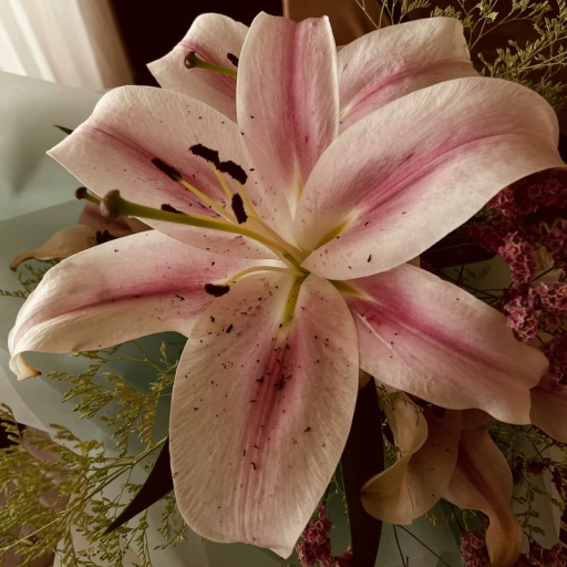 Profile picture of user Xoʻjayeva Nilufar