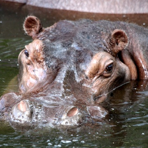 Profile picture of user N1UZB